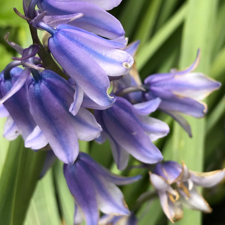 plant image 1483666