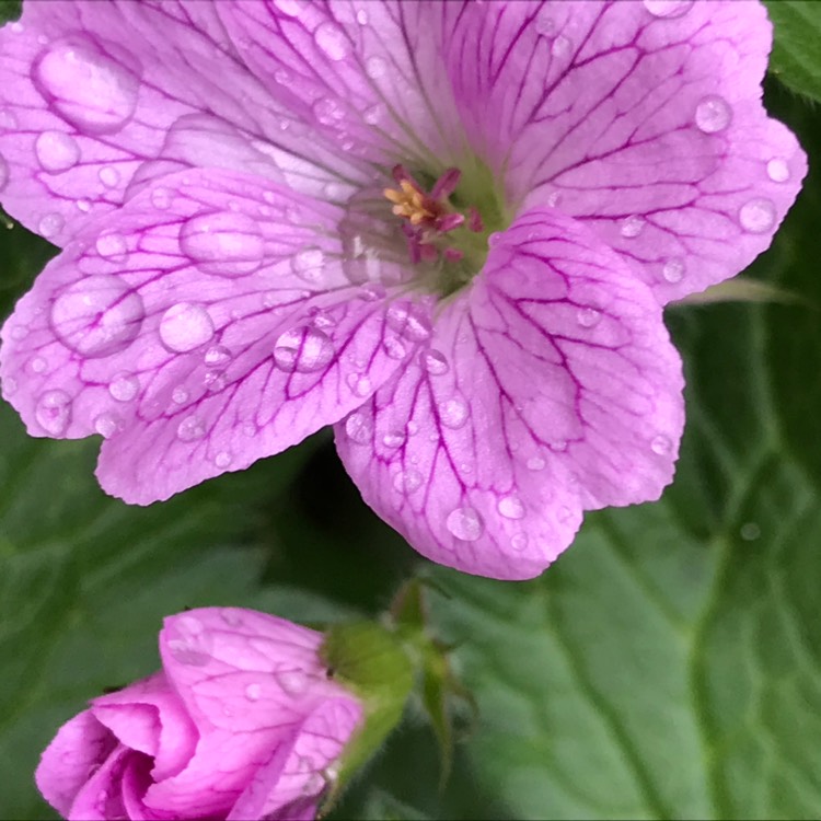plant image 1484422 plant image 1484422