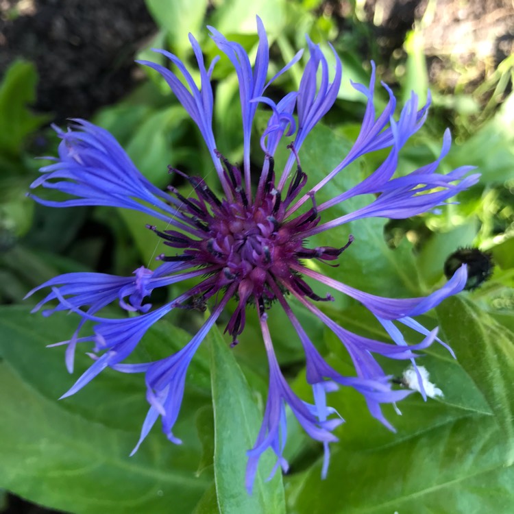 plant image 1491653 plant image 1491653