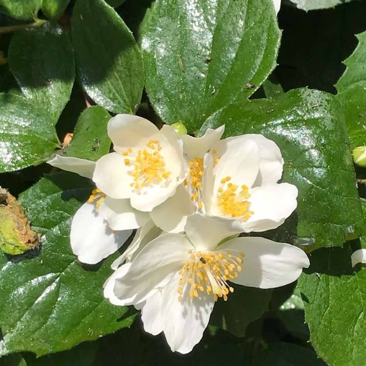 plant image 1494235 plant image 1494235