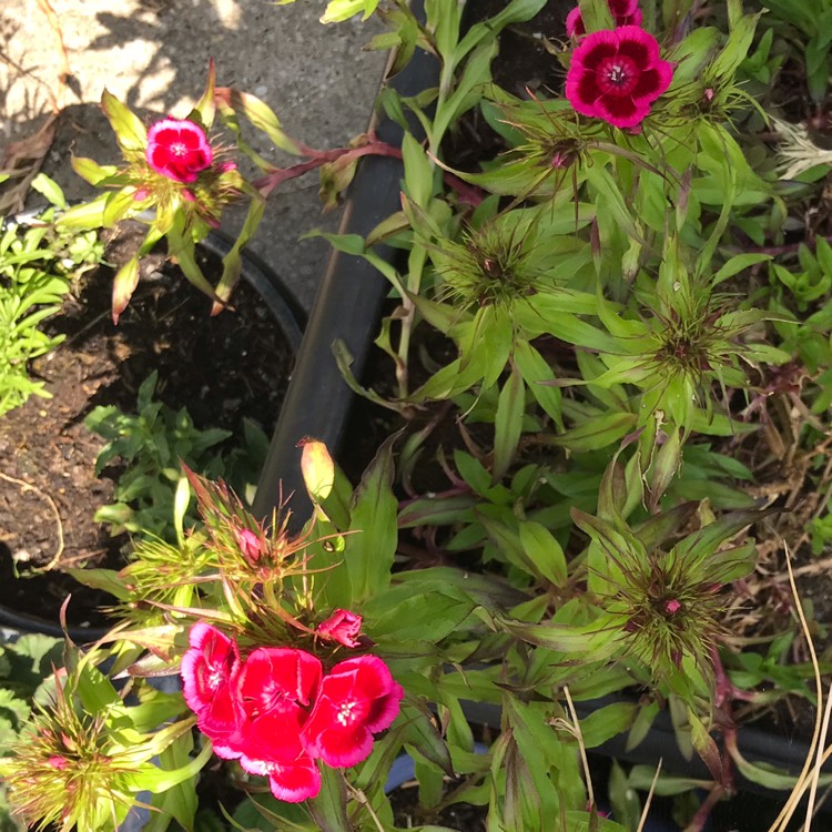 plant image 1494236 plant image 1494236