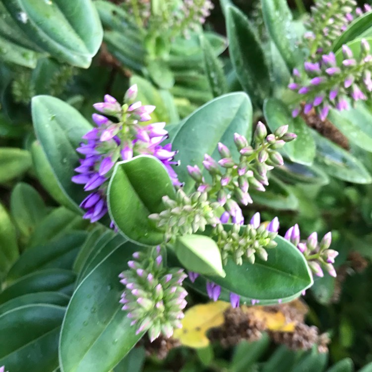 plant image 1495042 plant image 1495042