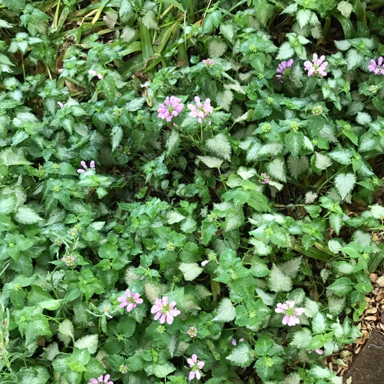 plant image 1495052 plant image 1495052