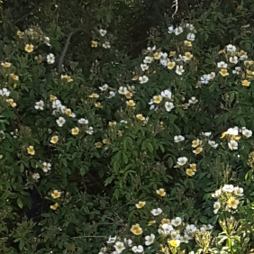 plant image 1496360 plant image 1496360