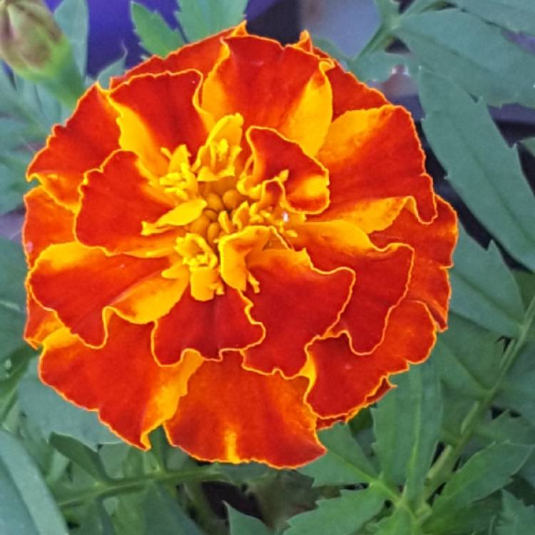 plant image 1496402