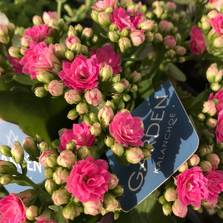 Plant image Kalanchoe blossfeldiana Pink Queen