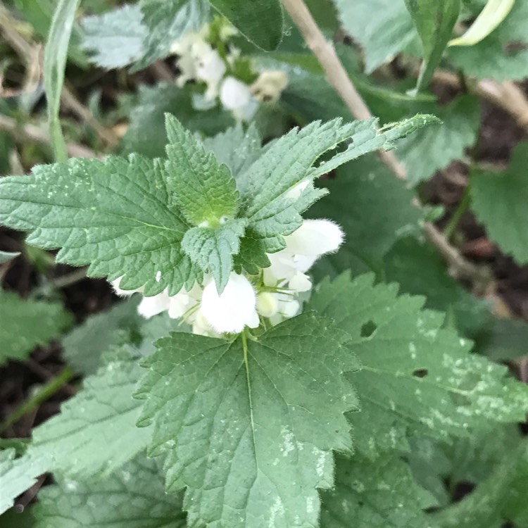 plant image 1526352