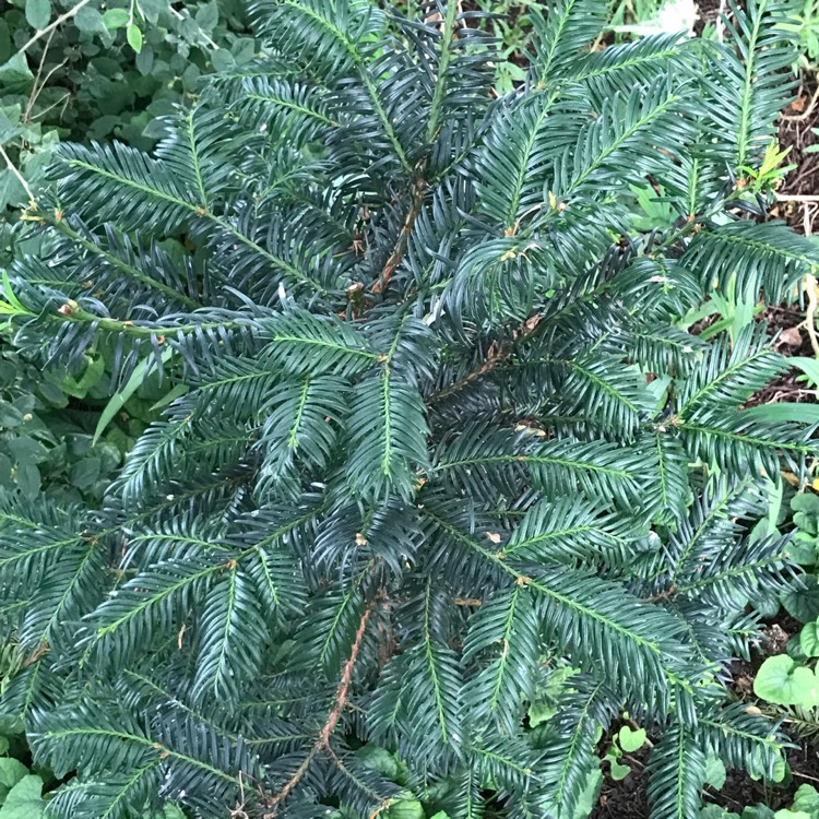 plant image 1526363