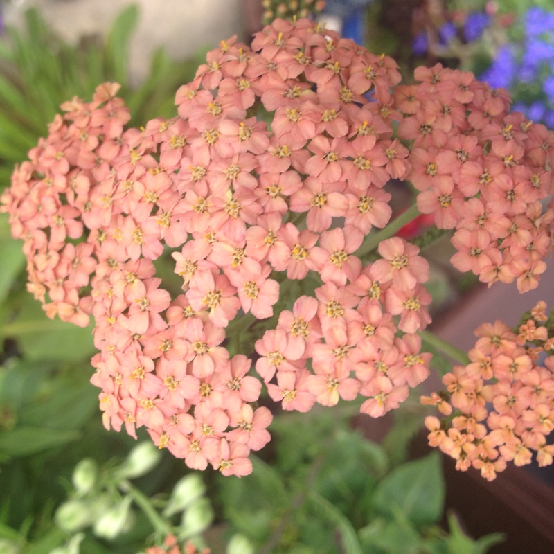 Plant image Achillea millefolium 'Paprika'
