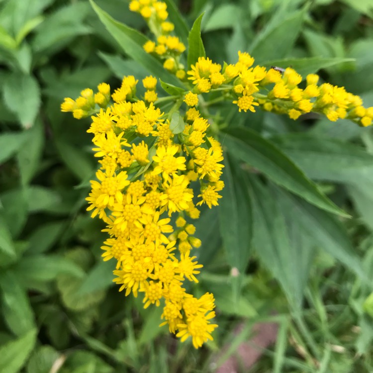 plant image 1534742 plant image 1534742