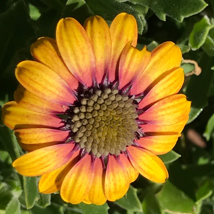 plant image 1570608 plant image 1570608