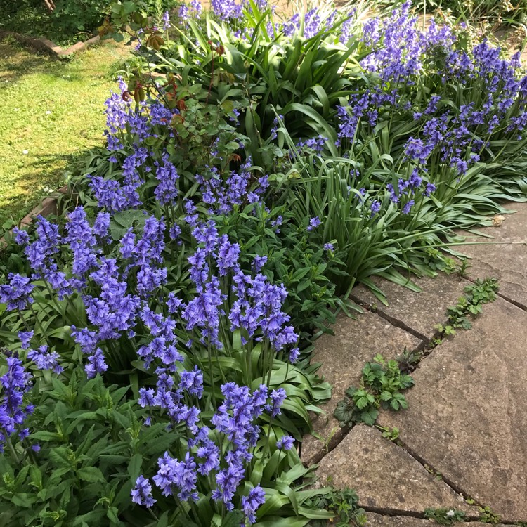 plant image 1589848