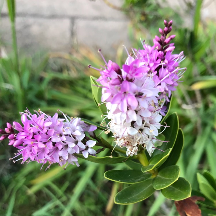 plant image 1589849 plant image 1589849