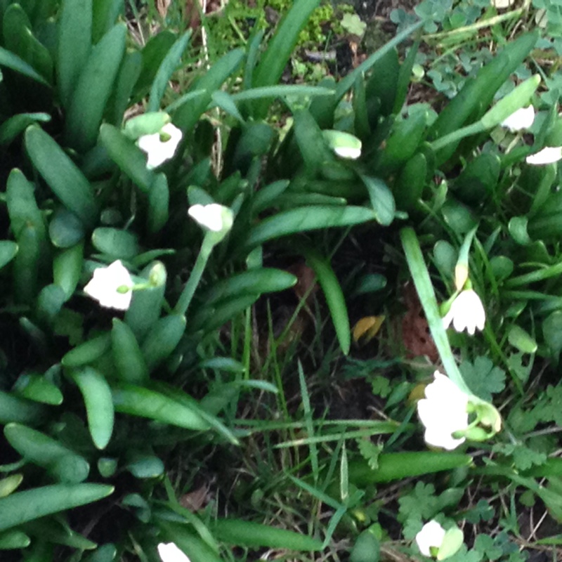 plant image 16121 plant image 16121