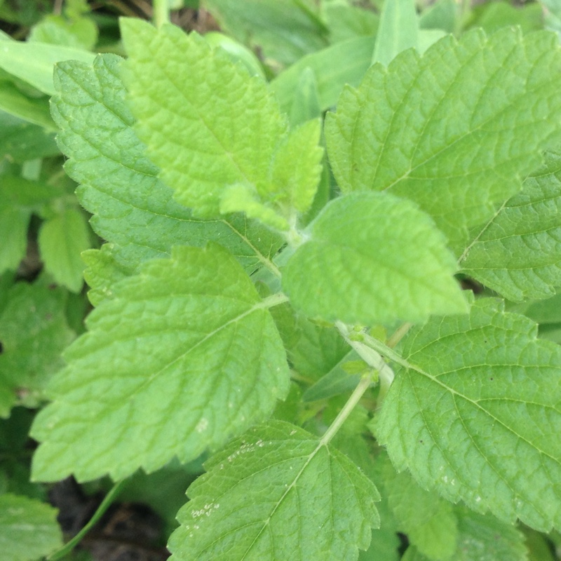 Melissa officinalis