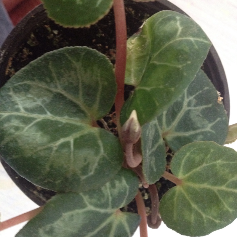 plant image 16223 plant image 16223