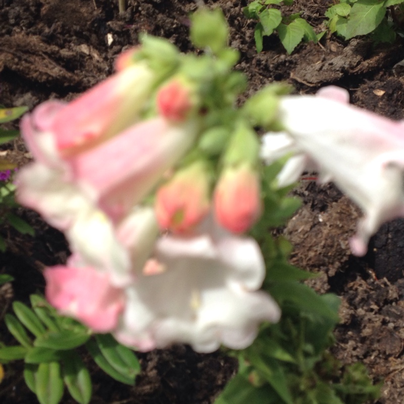 Plant image Penstemon 'Pensham Laura'