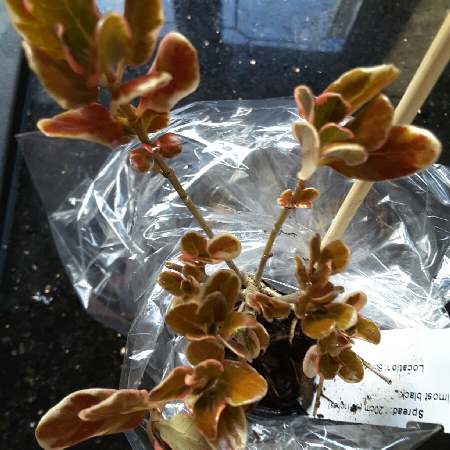 plant image 165333 plant image 165333