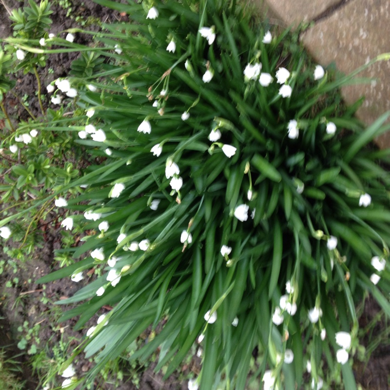 plant image 16705 plant image 16705
