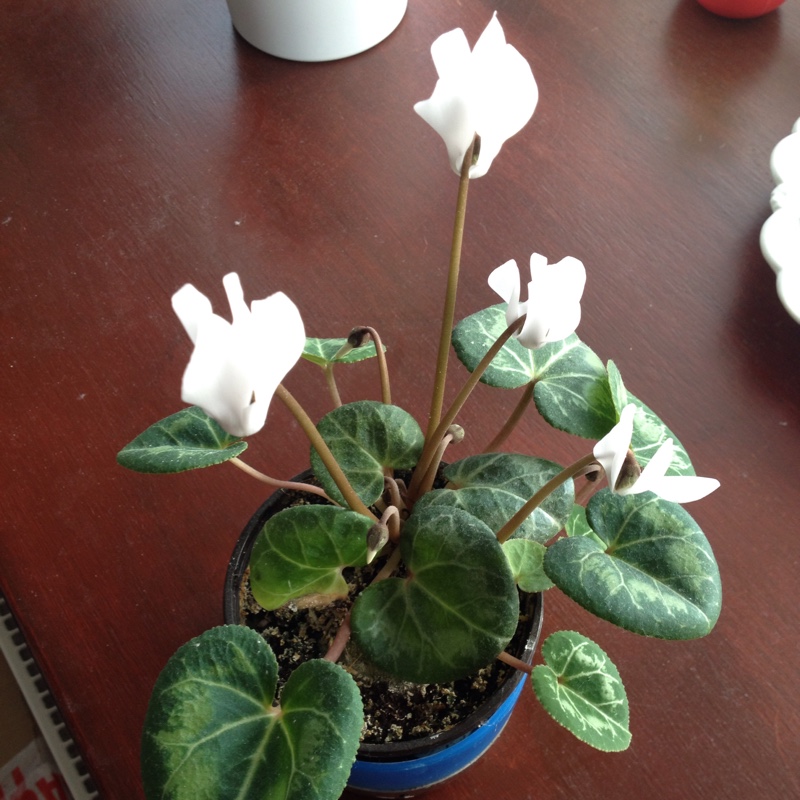 plant image 17592 plant image 17592