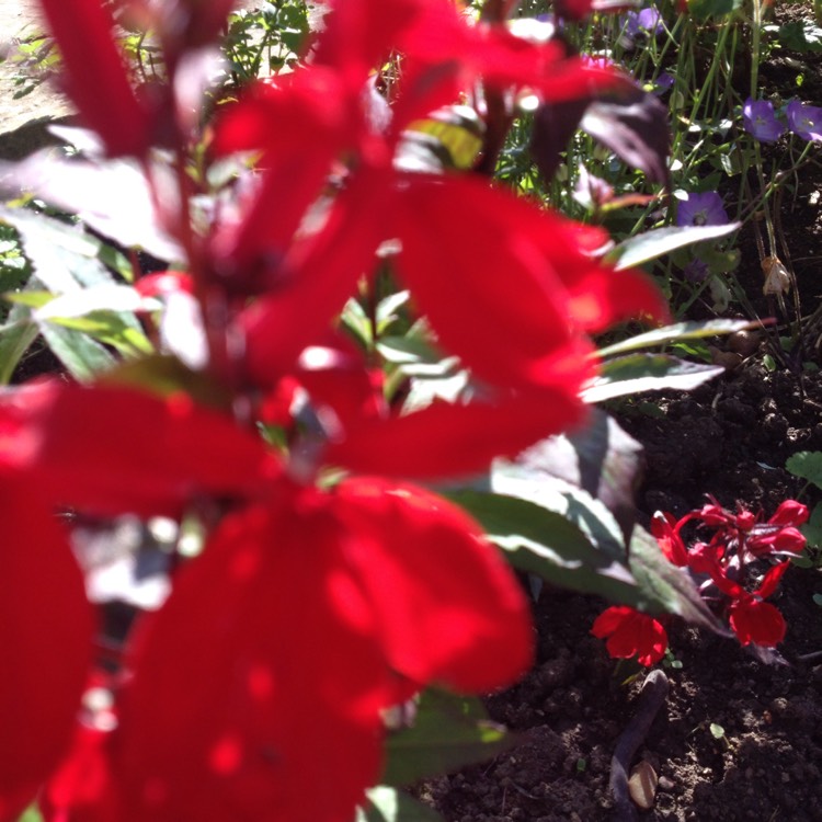Plant image Salvia 'Dombeyi'
