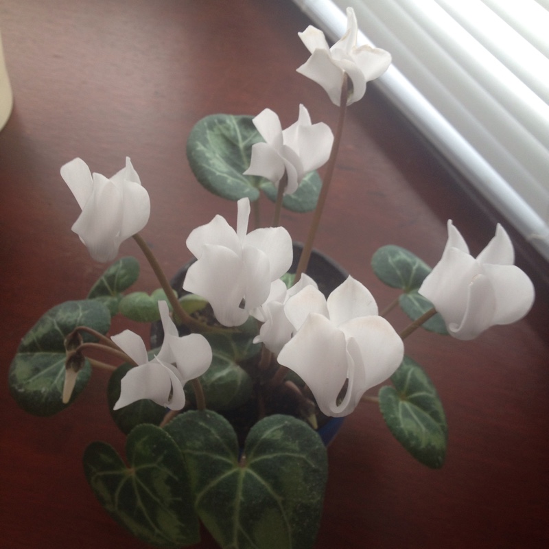 Plant image Cyclamen 'Halios Pure White' (Halios Series)