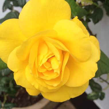 Rosa