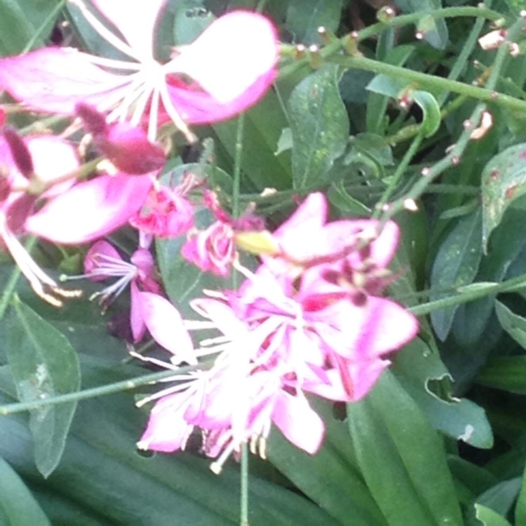 plant image 270623