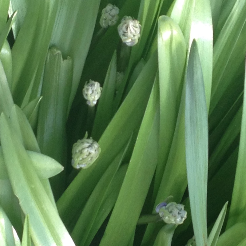 plant image 31079