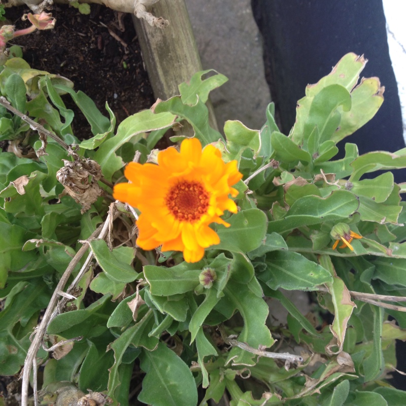 Calendula 'officinalis'