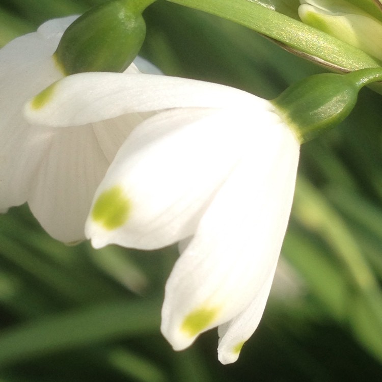 Plant image Leucojum vernum