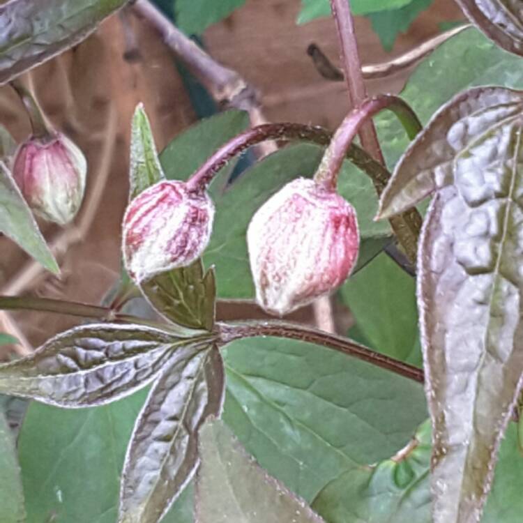 plant image 351107
