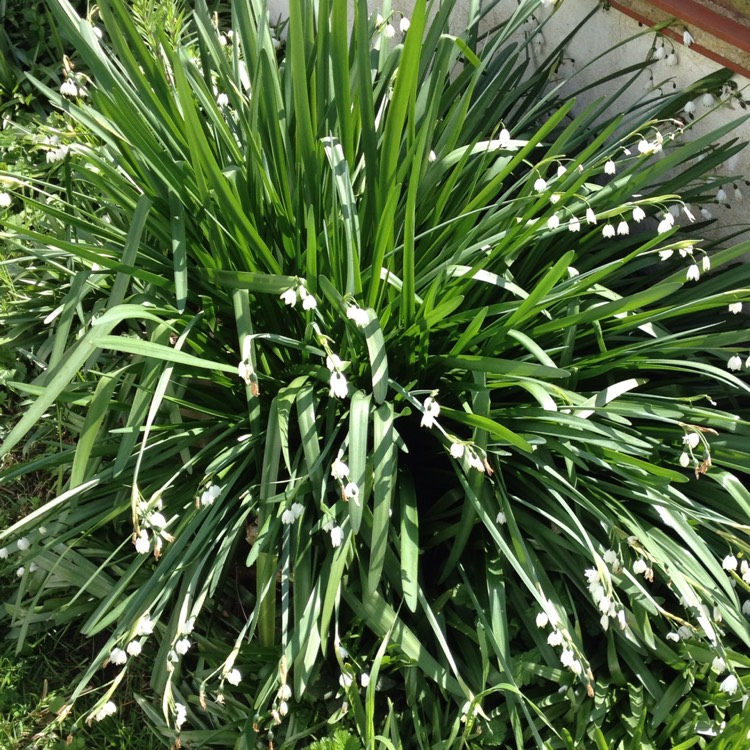plant image 354078 plant image 354078