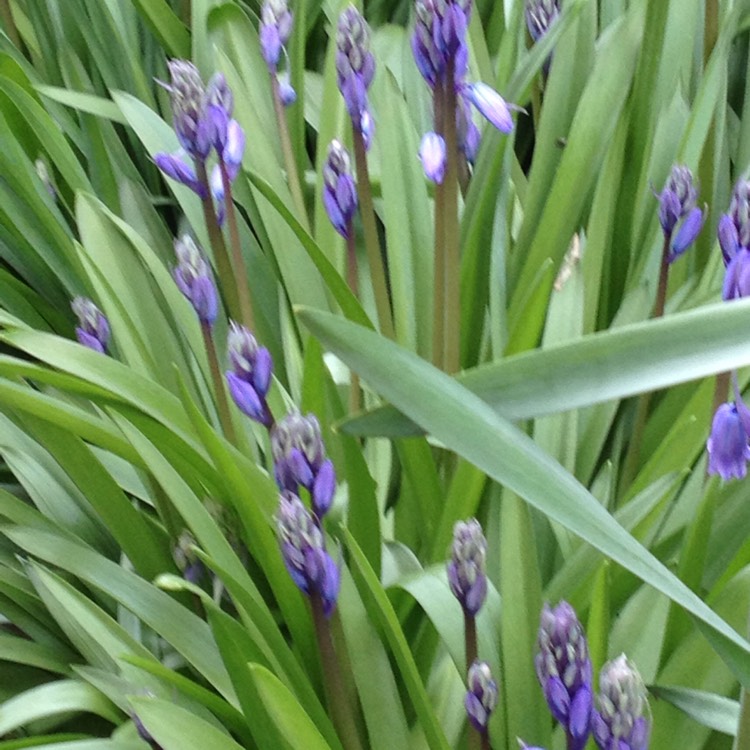 plant image 361542