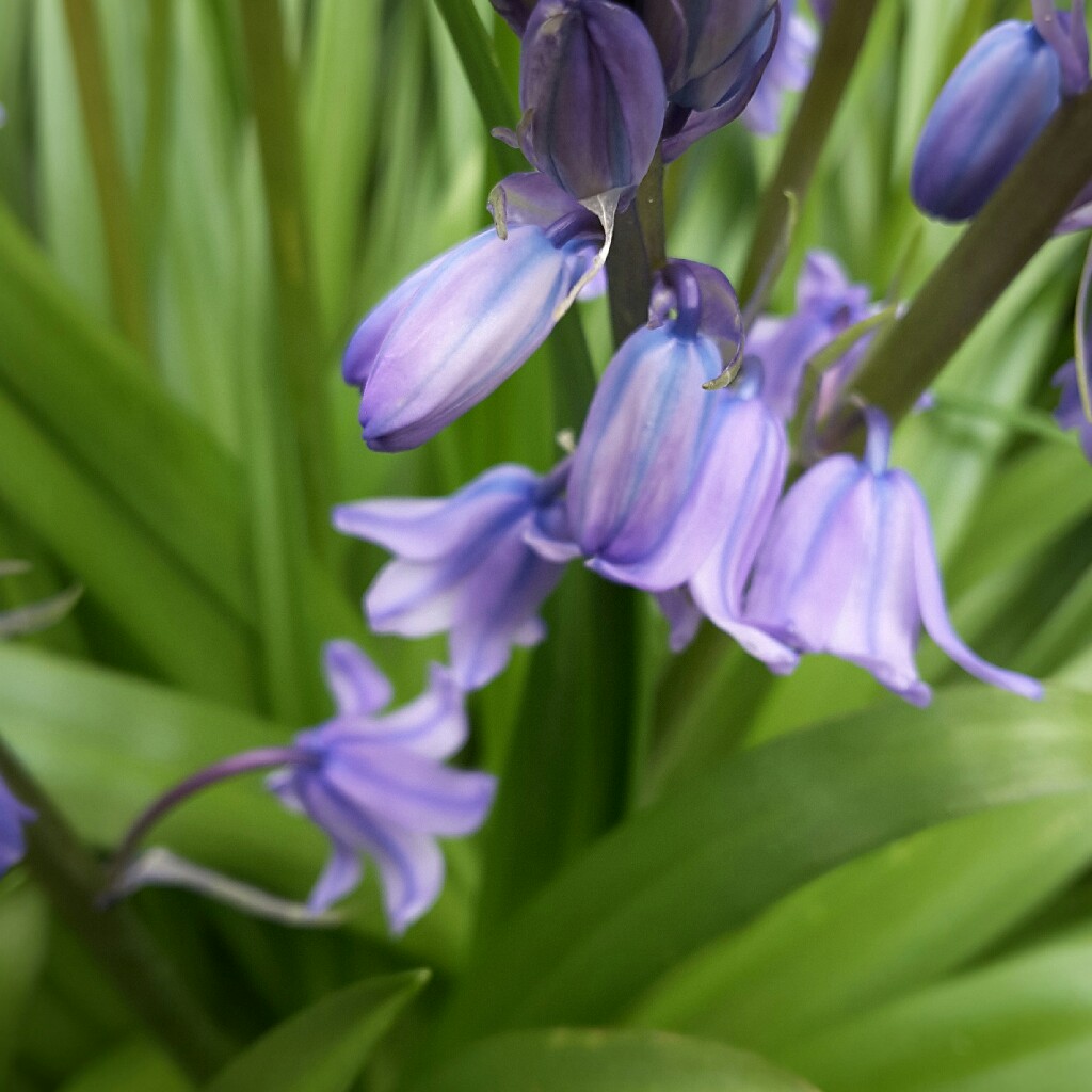 plant image 39071