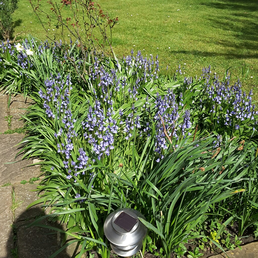 plant image 44640