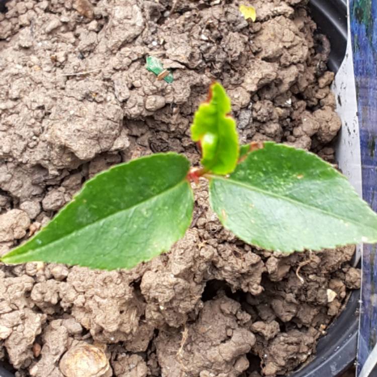 Plant image Prunus lusitanica 'Angustifolia'