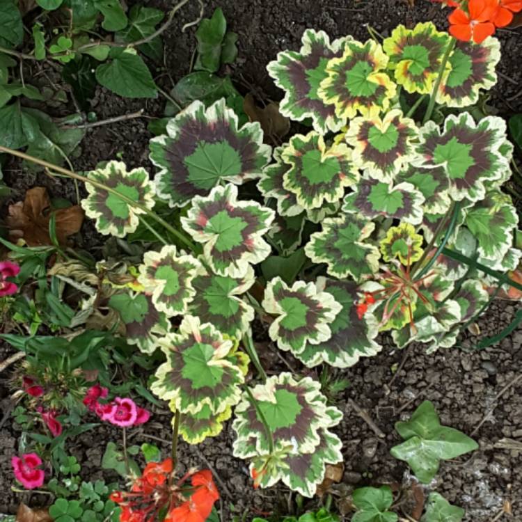 Plant image Pelargonium 'Mrs Pollock'