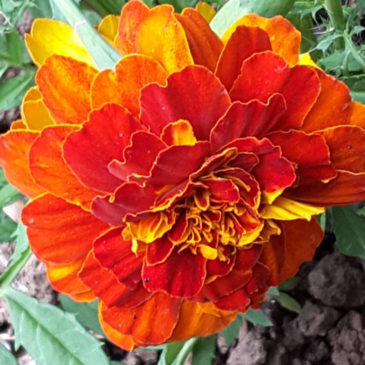 plant image 491697