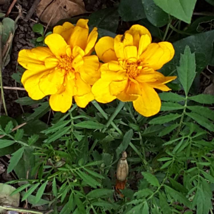 plant image 491698