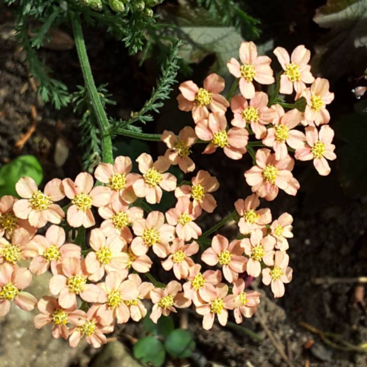 plant image 495665