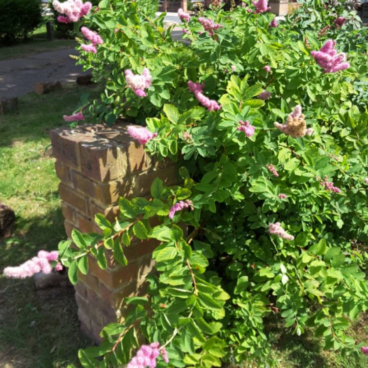 plant image 497331