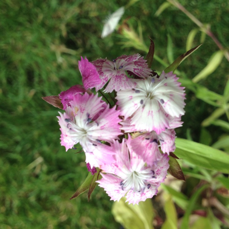 plant image 522420 plant image 522420