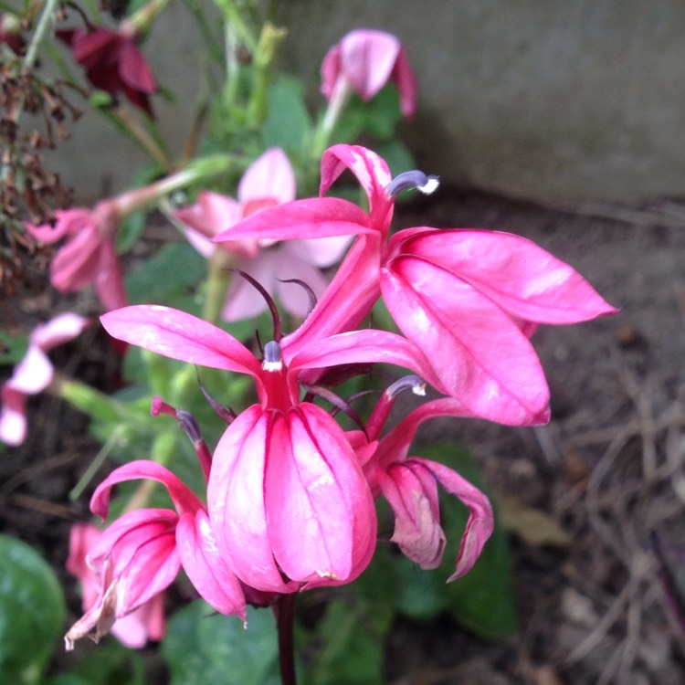 Plant image Lobelia x speciosa 'Fan Salmon'