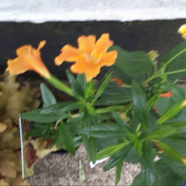 Plant image Mimulus aurantiacus