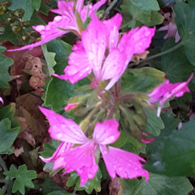 plant image 552497