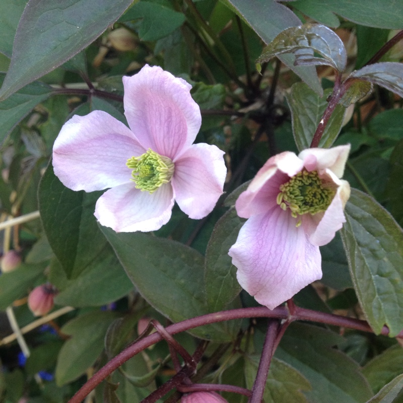 plant image 61177