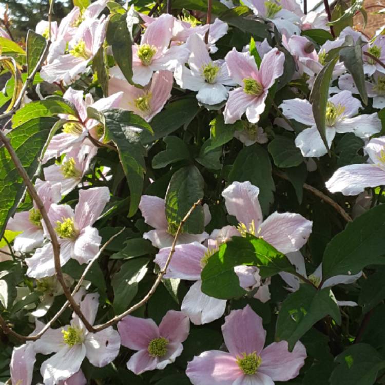 plant image 690552