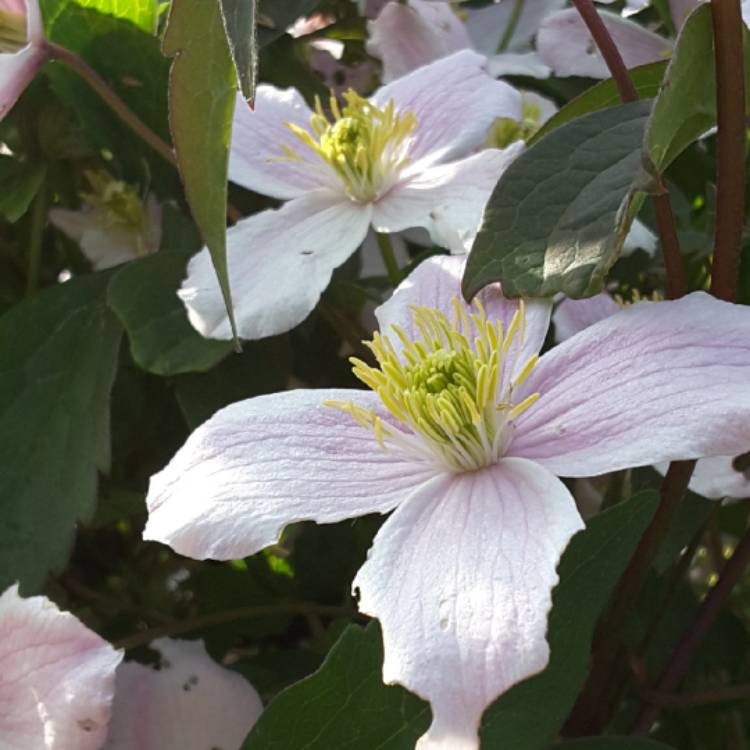 plant image 690560