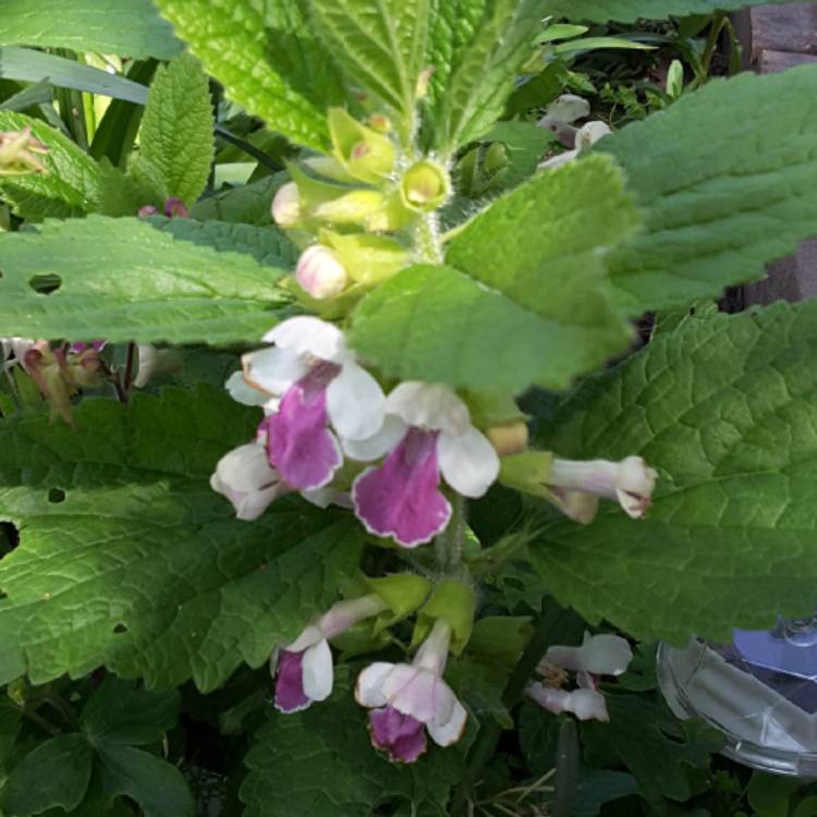 Plant image Melittis melissophyllum
